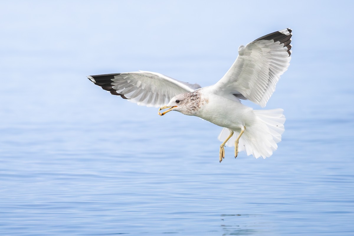 Gaviota Californiana - ML644127684