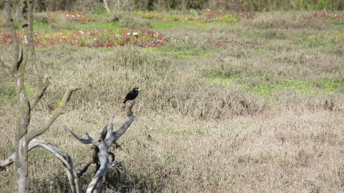 Spectacled Tyrant - ML644127691