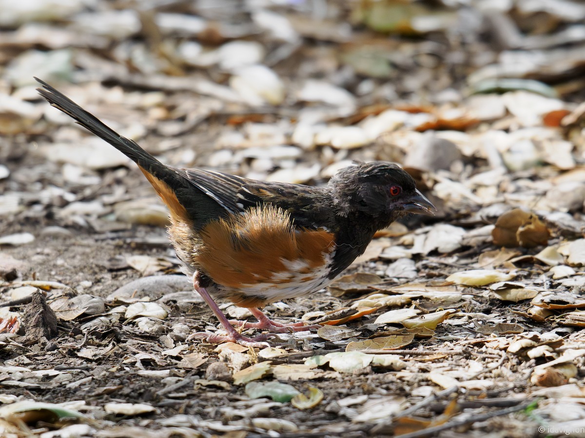 Spotted Towhee - ML644127694