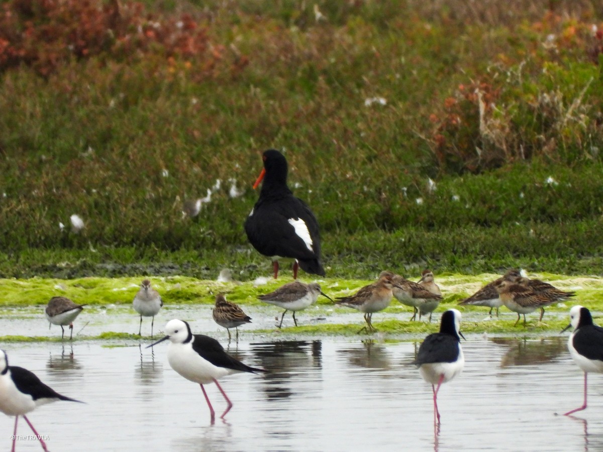 Сүүл элсэг - ML644127698