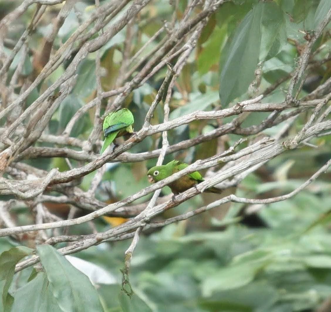 mayaparakitt - ML644127699