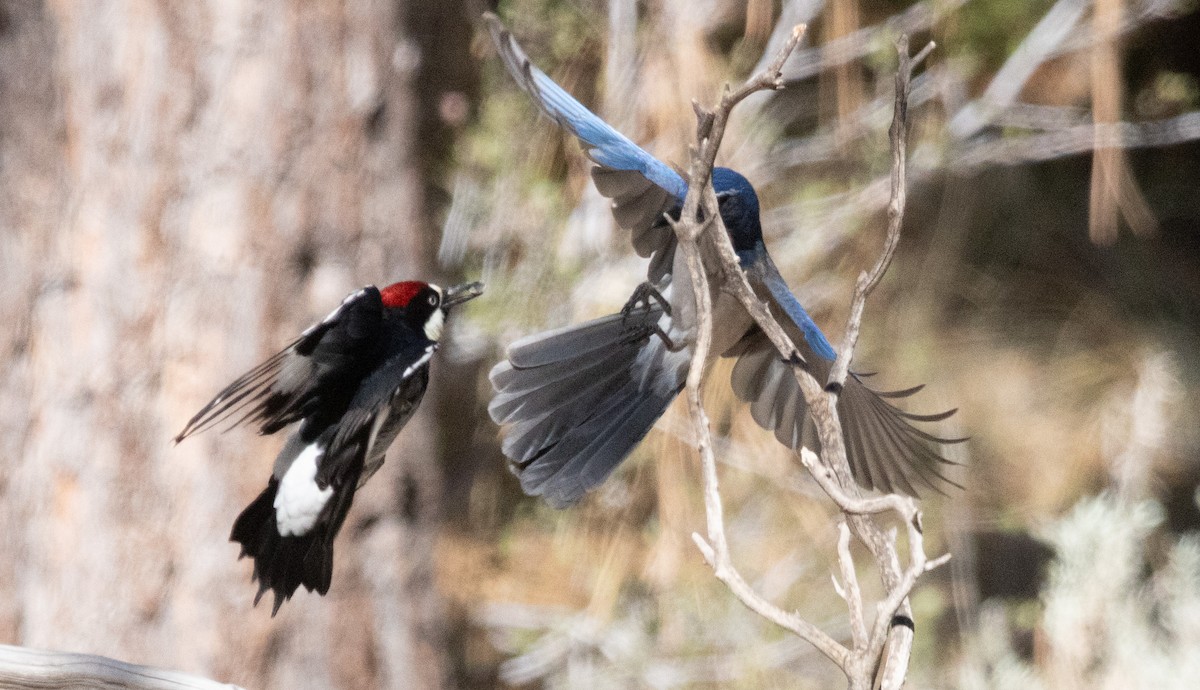 Acorn Woodpecker - ML644127700