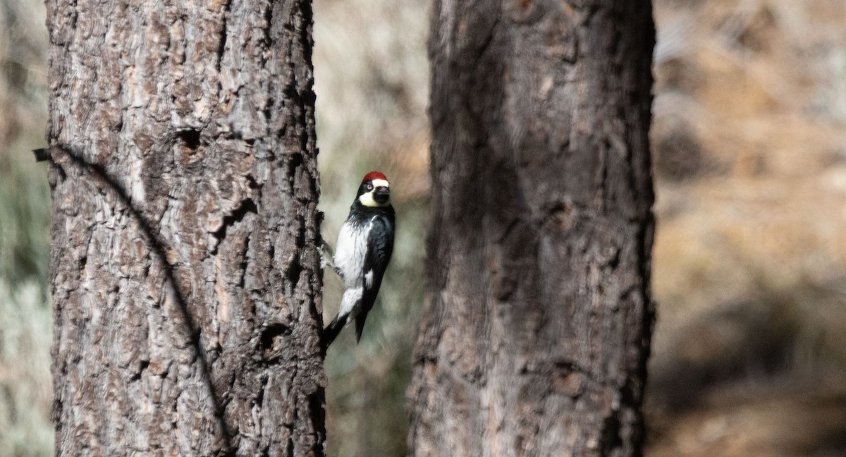 Acorn Woodpecker - ML644127701