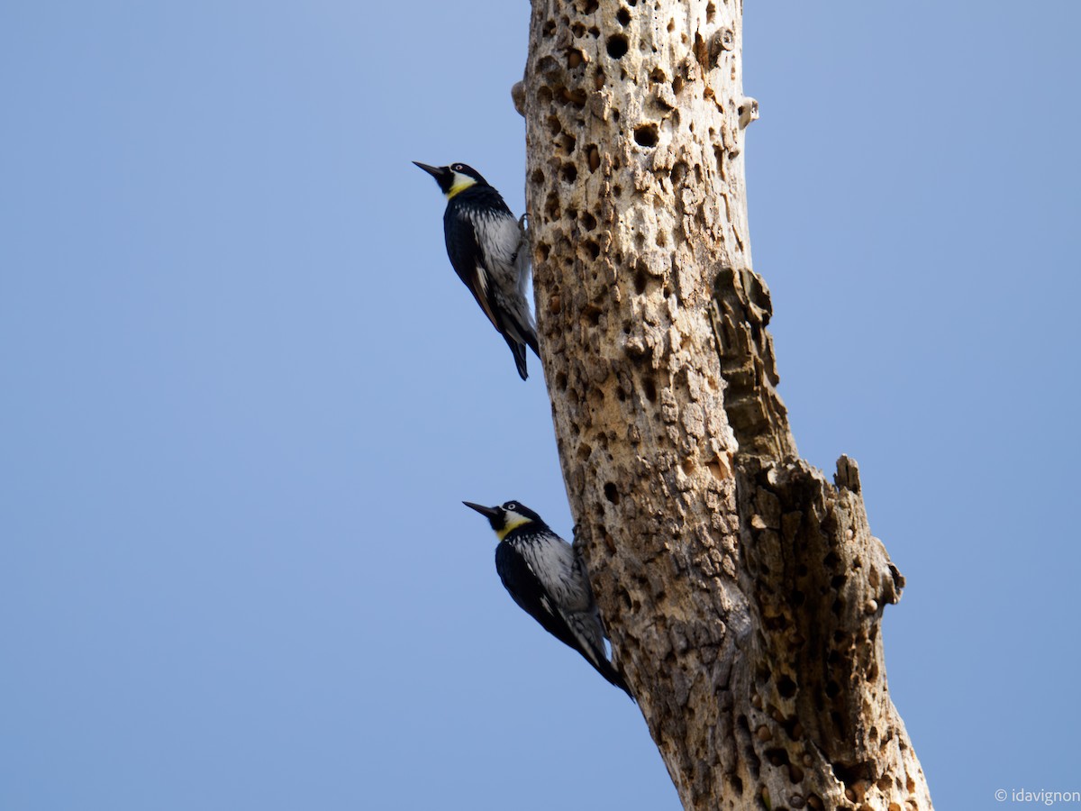 Acorn Woodpecker - ML644127709