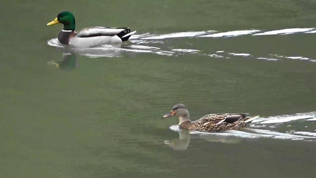 Mallard - ML644127710