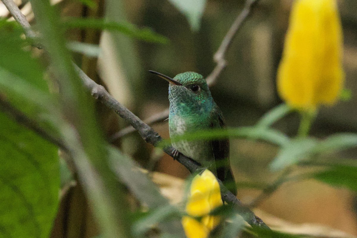 Amazilia Versicolor - ML644127711