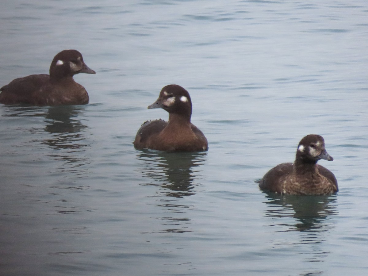 Harlequin Duck - ML644127714
