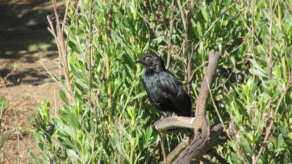 Austral Blackbird - ML644127719