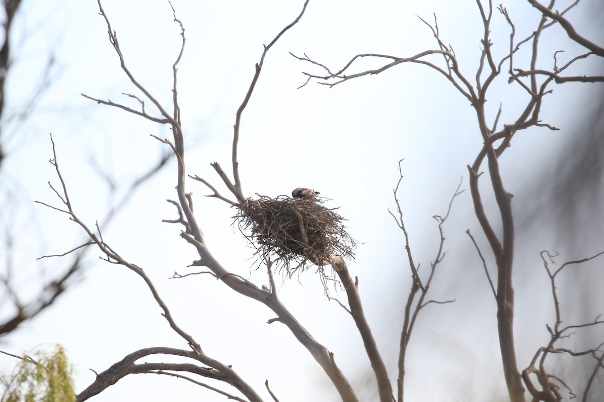 Black-breasted Kite - ML644127730