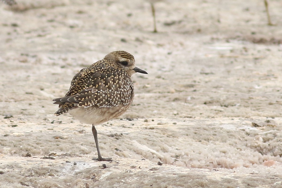 American Golden-Plover - ML644127735