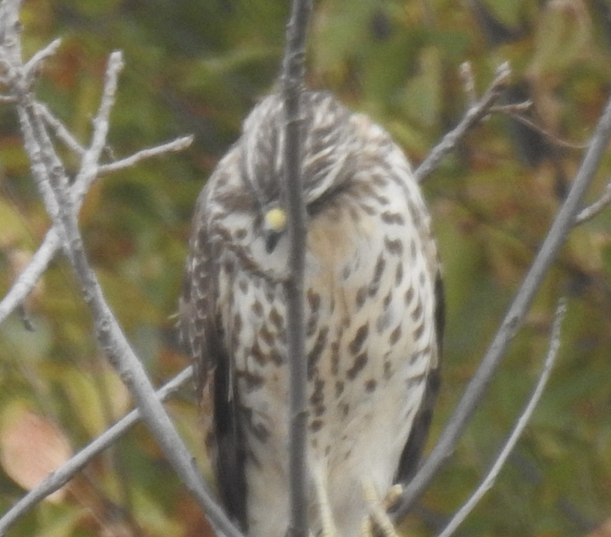 Buteo sp. - ML644127736