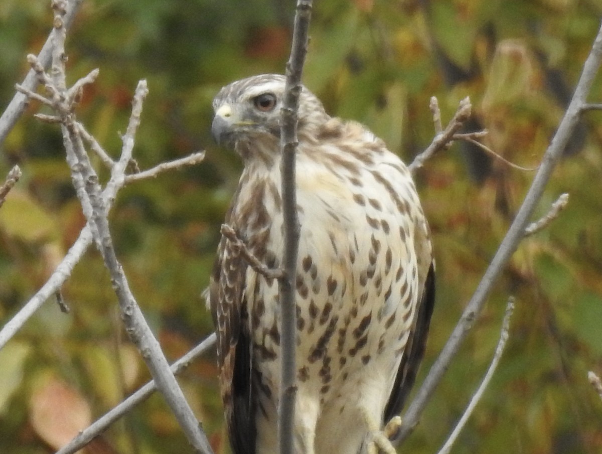 Buteo sp. - ML644127737