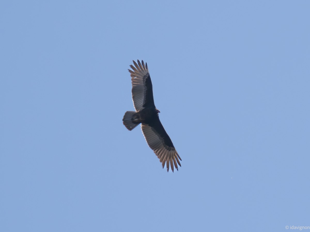 Turkey Vulture - ML644127745