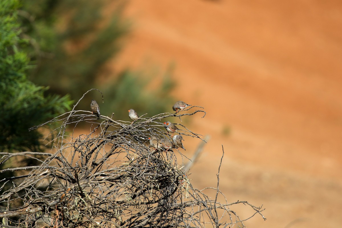 Діамантник зебровий (підвид castanotis) - ML644127746