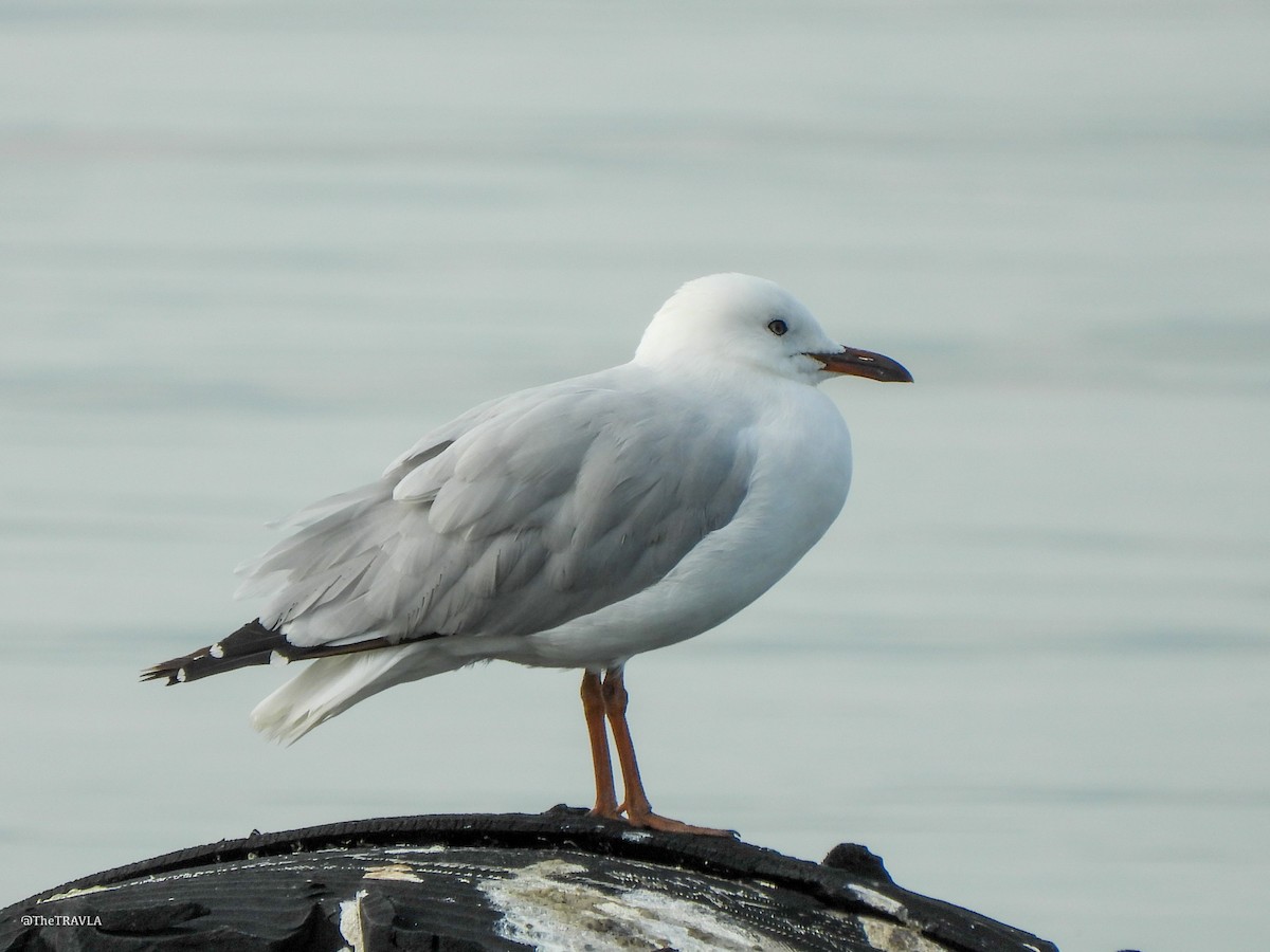 Silver Gull - ML644127747
