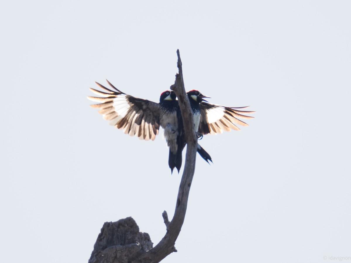 Acorn Woodpecker - ML644127750