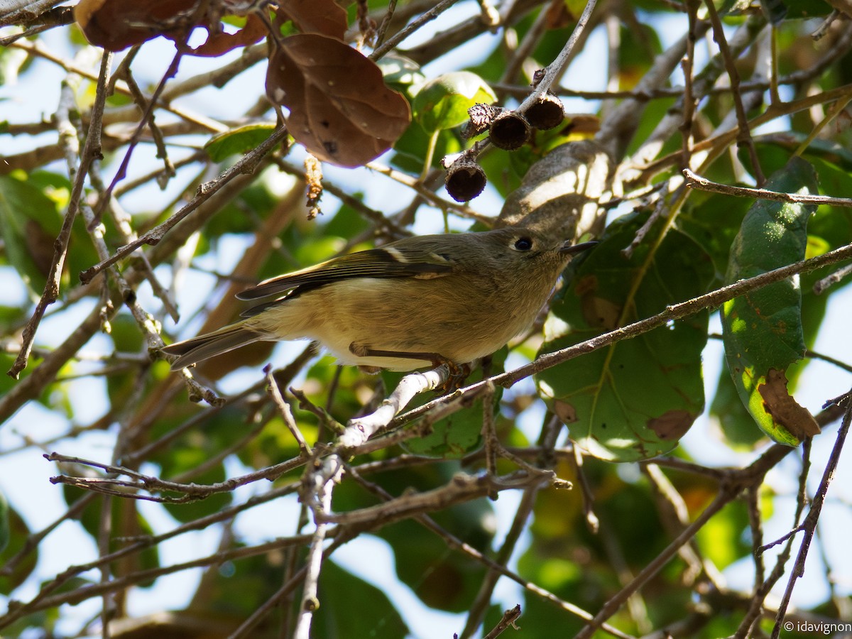Ruby-crowned Kinglet - ML644127753