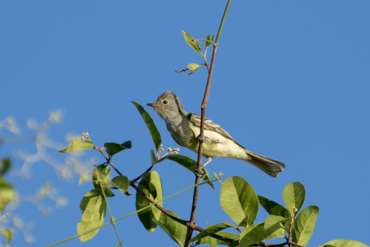 Large Elaenia - ML644127760