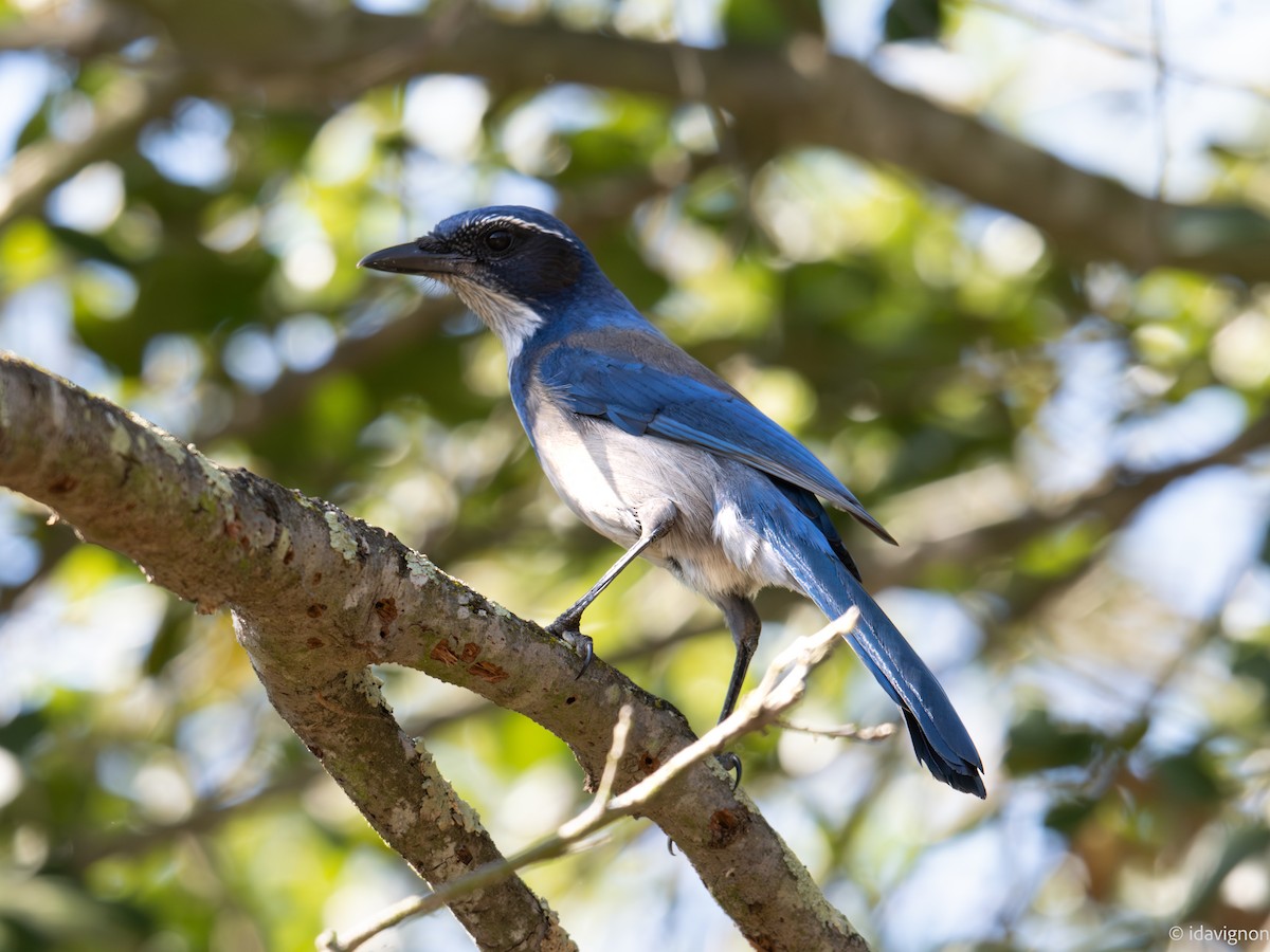 California Scrub-Jay - ML644127785