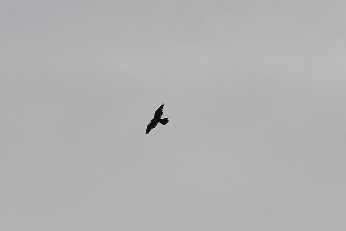 Black Falcon - ML644127788