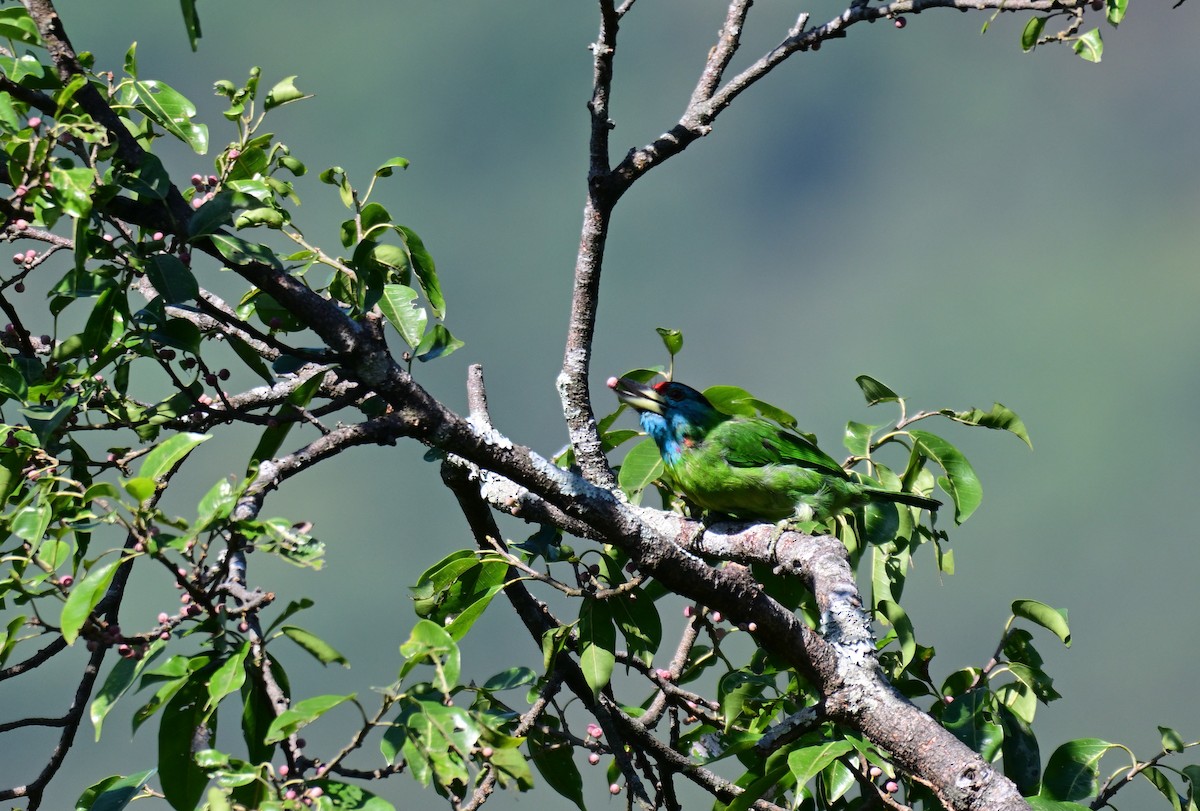 Blue-throated Barbet - ML644127790