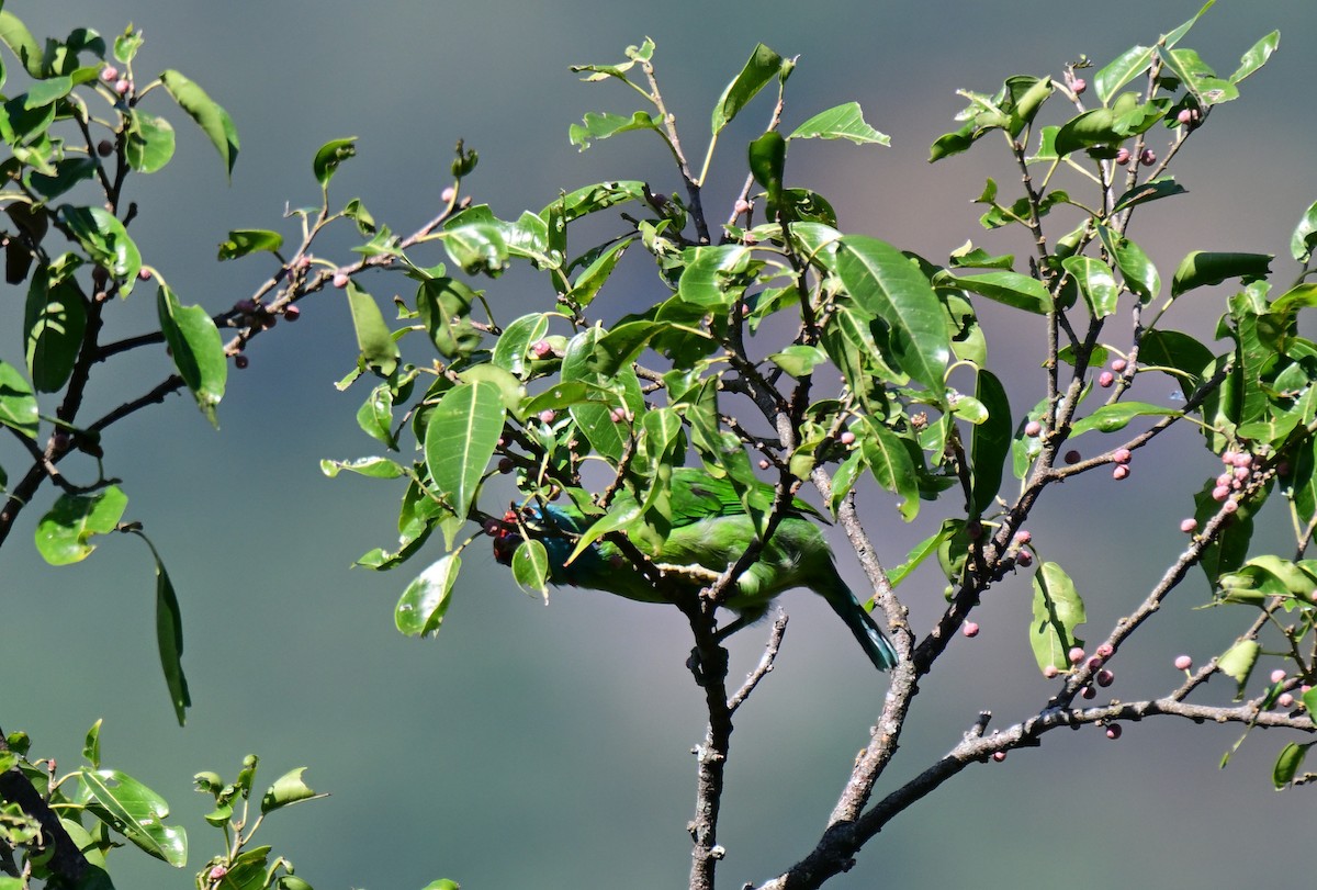 Blue-throated Barbet - ML644127791