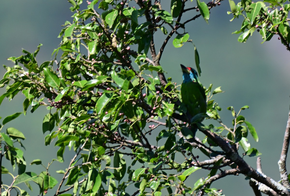 Blue-throated Barbet - ML644127792