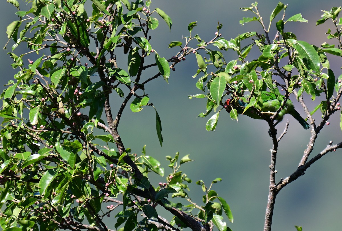 Blue-throated Barbet - ML644127793