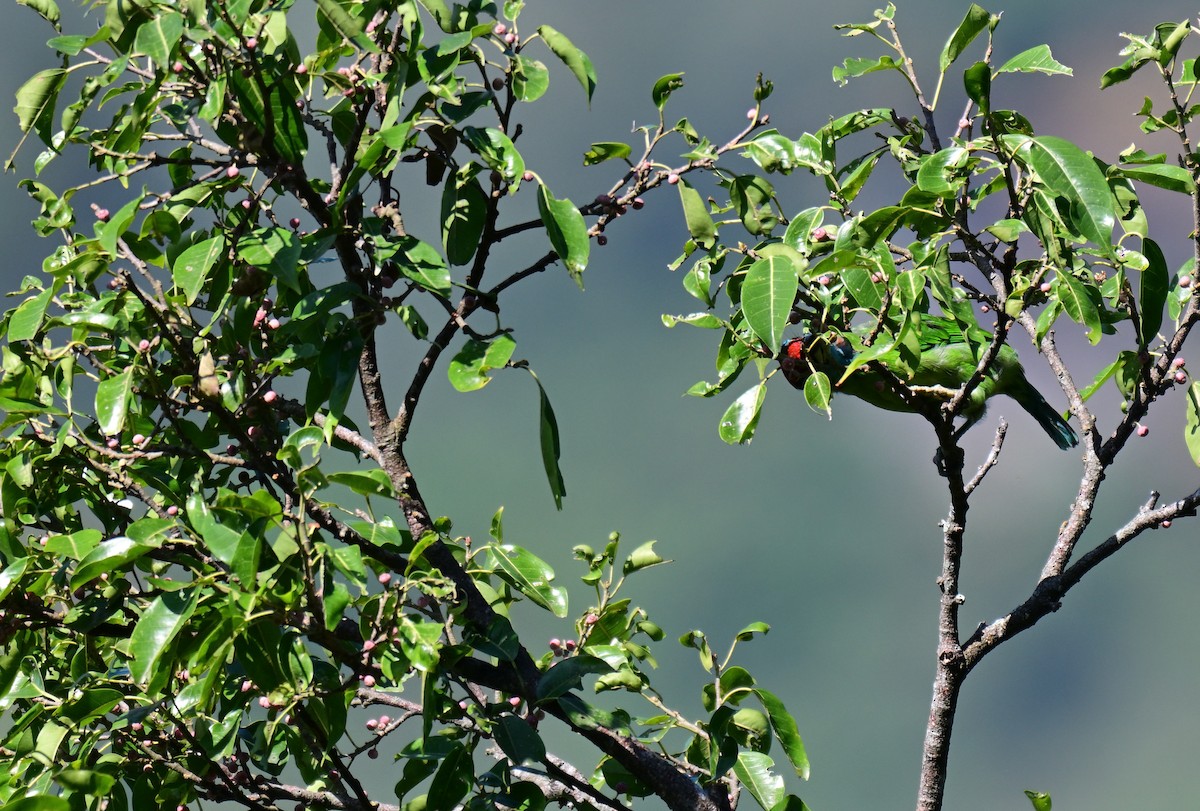 Blue-throated Barbet - ML644127794
