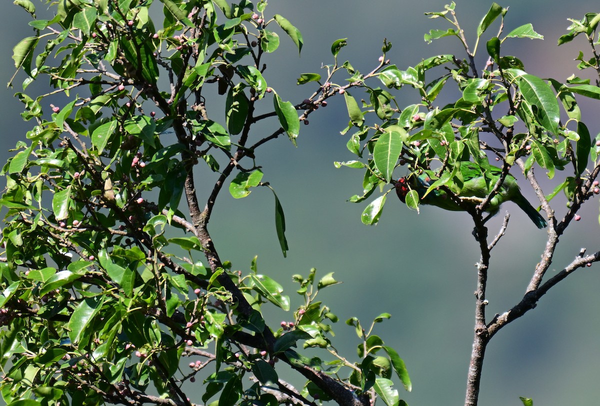 Blue-throated Barbet - ML644127795