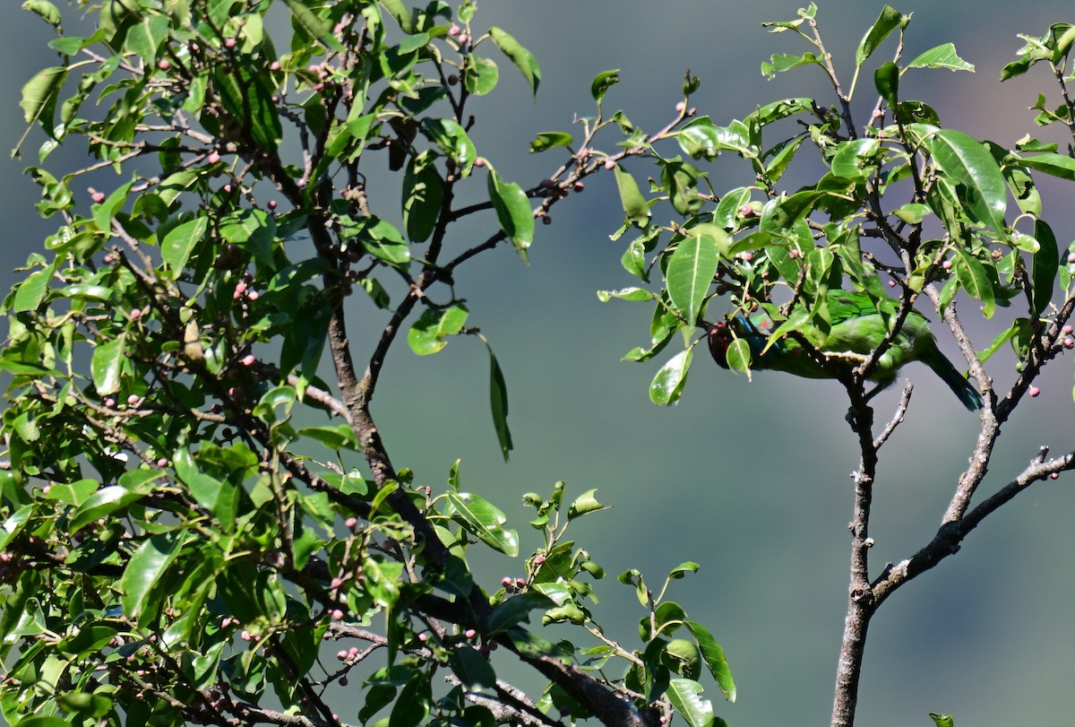 Blue-throated Barbet - ML644127796
