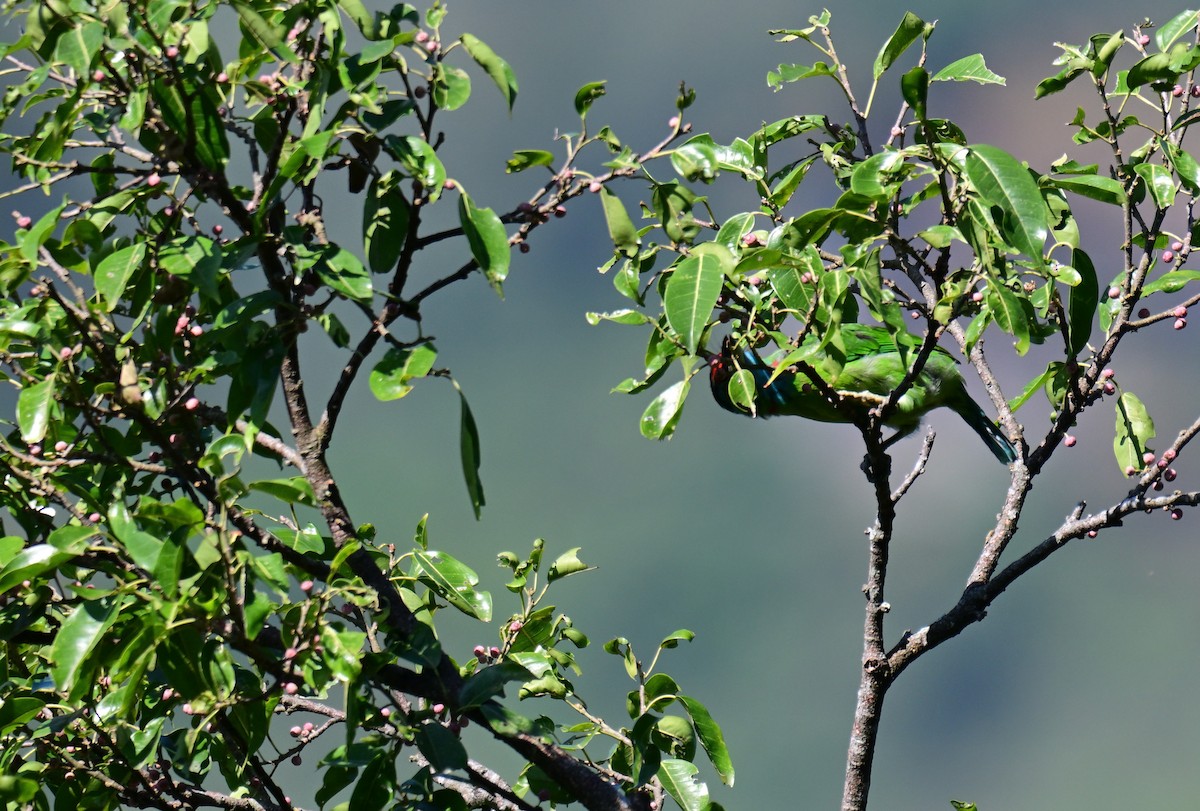 Blue-throated Barbet - ML644127797