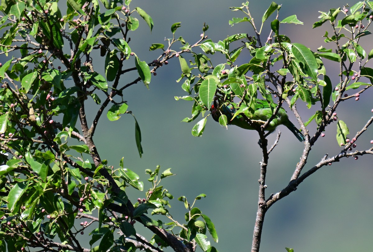 Blue-throated Barbet - ML644127798