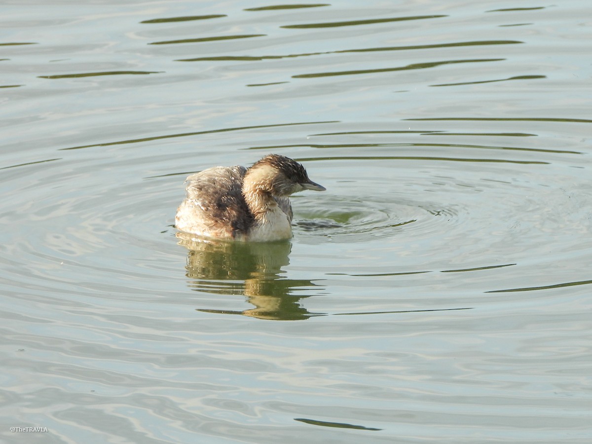 Hoary-headed Grebe - ML644127803