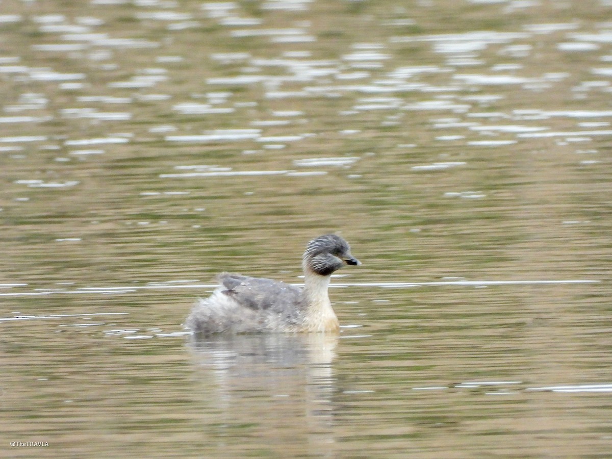 Hoary-headed Grebe - ML644127804