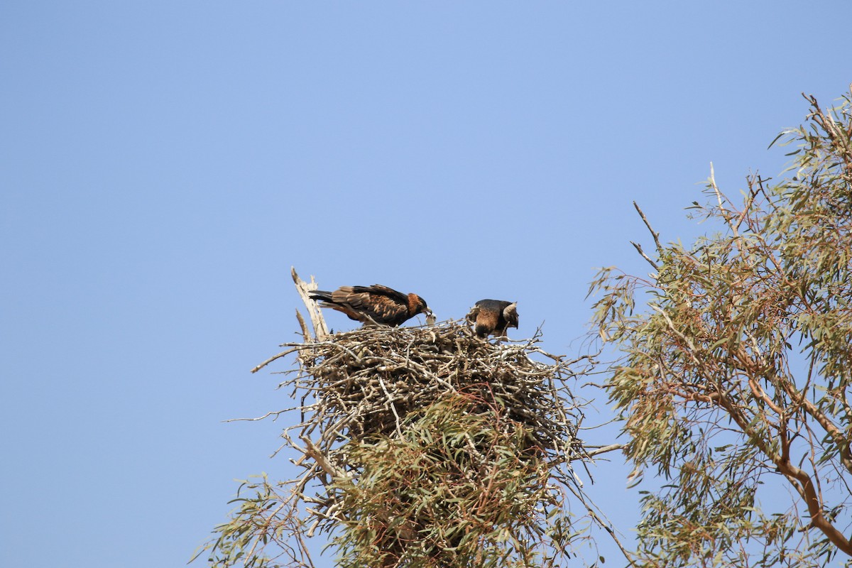Black-breasted Kite - ML644127827