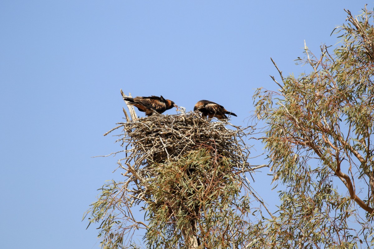 Black-breasted Kite - ML644127828
