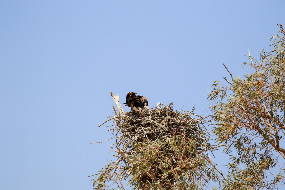 Black-breasted Kite - ML644127829