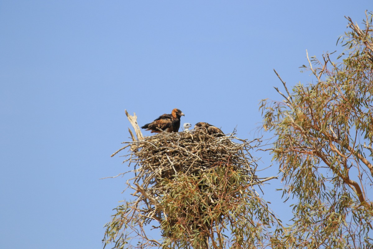 Black-breasted Kite - ML644127830