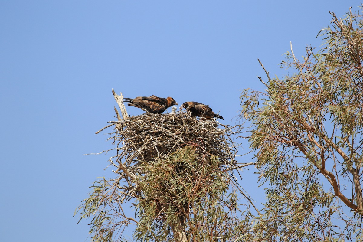 Black-breasted Kite - ML644127831