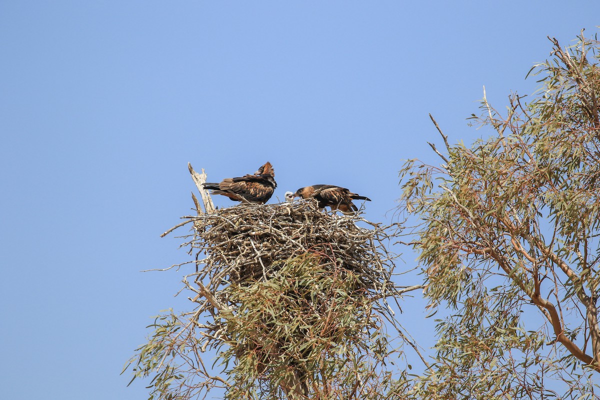 Black-breasted Kite - ML644127832