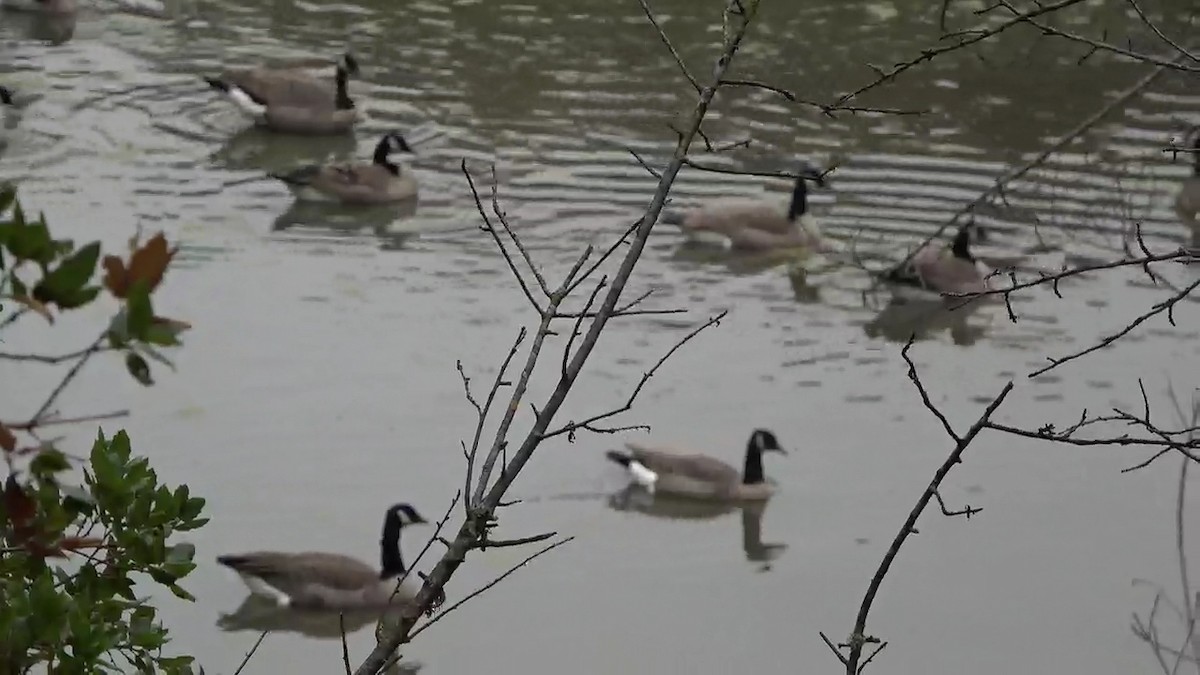 Canada Goose - ML644127833