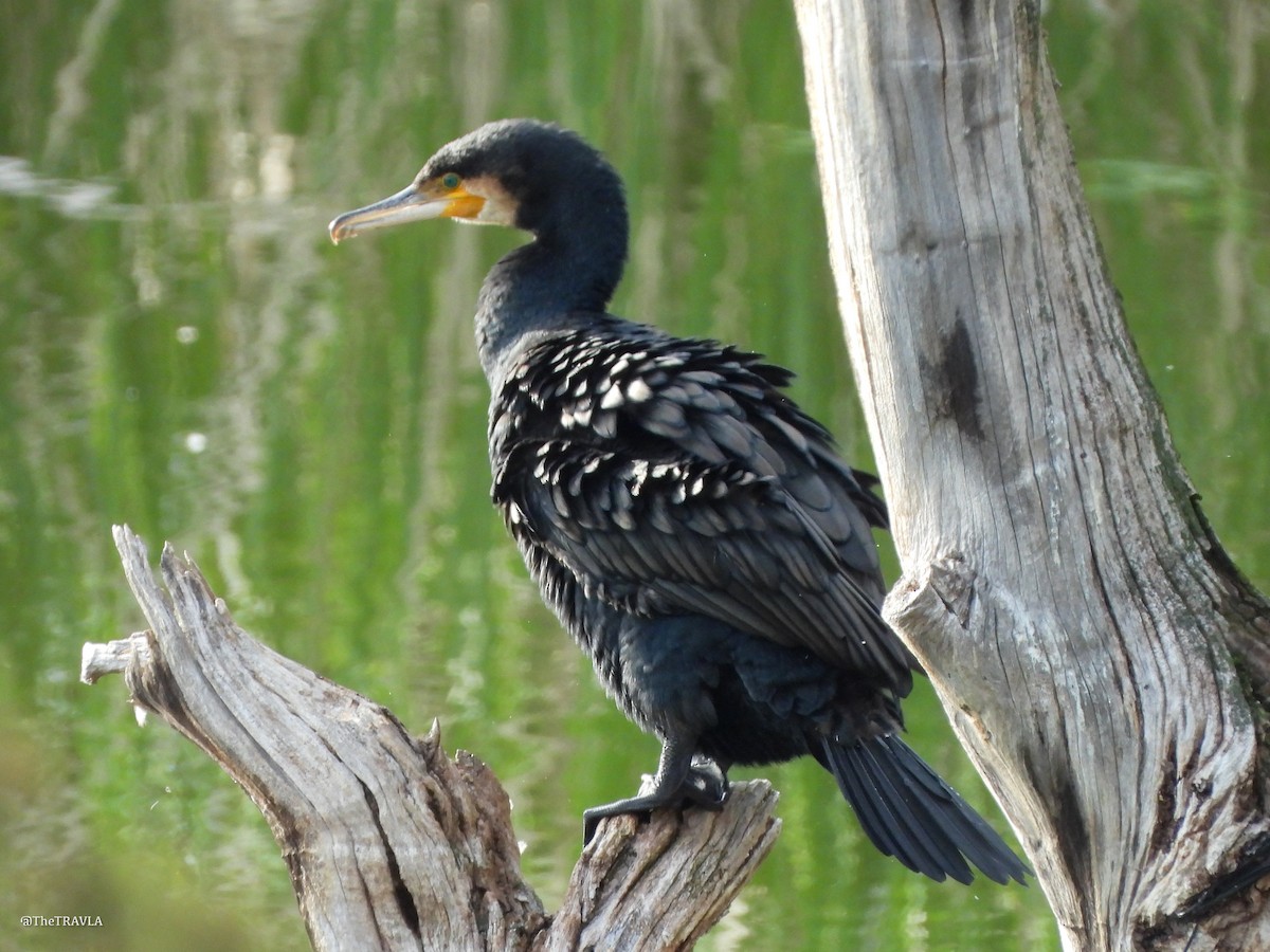 Great Cormorant - ML644127841