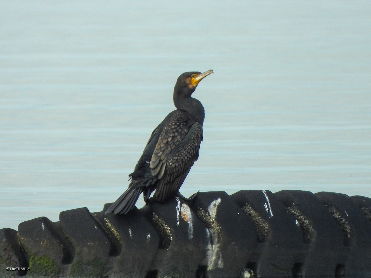 Great Cormorant - ML644127842
