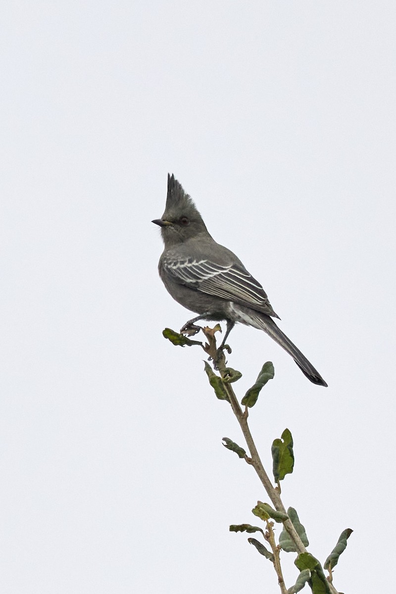 Phainopepla - ML644127877