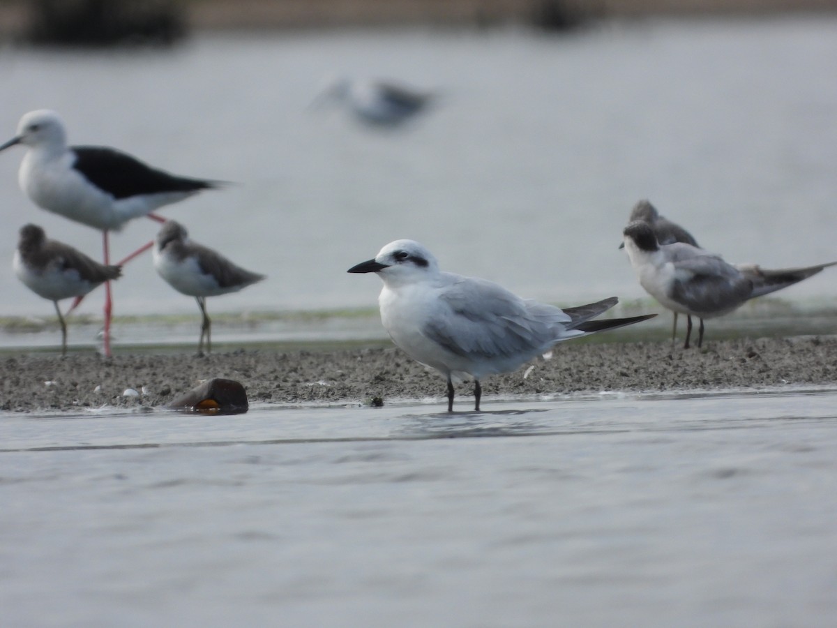 Gull-billed Tern - ML644127887