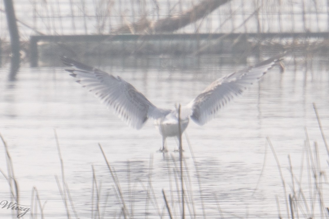 Relict Gull - ML644127894