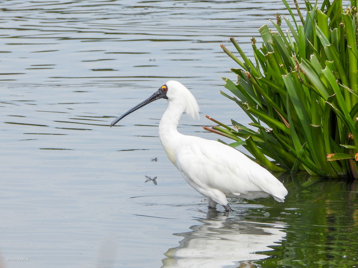Royal Spoonbill - ML644127900