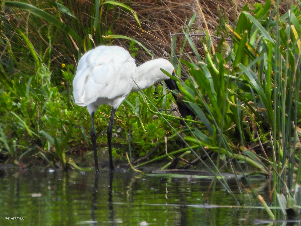 Royal Spoonbill - ML644127901