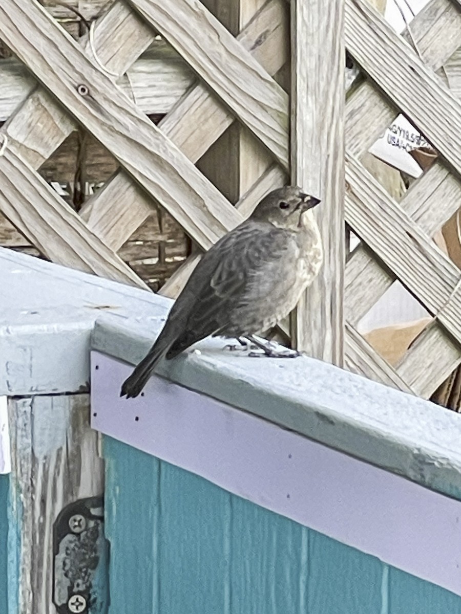 Brown-headed Cowbird - ML644127908